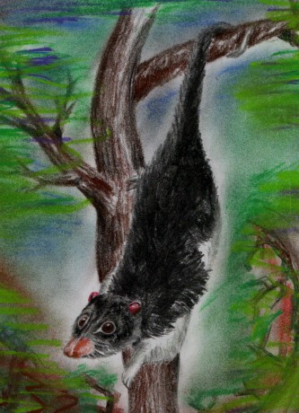 possum.jpg